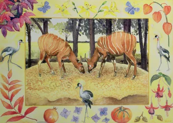 Bongo (oktober måned fra en kalender)